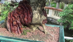 Cây bonsai gỗ trắc quý hiếm, 'cả Việt Nam có khoảng 2 cây'